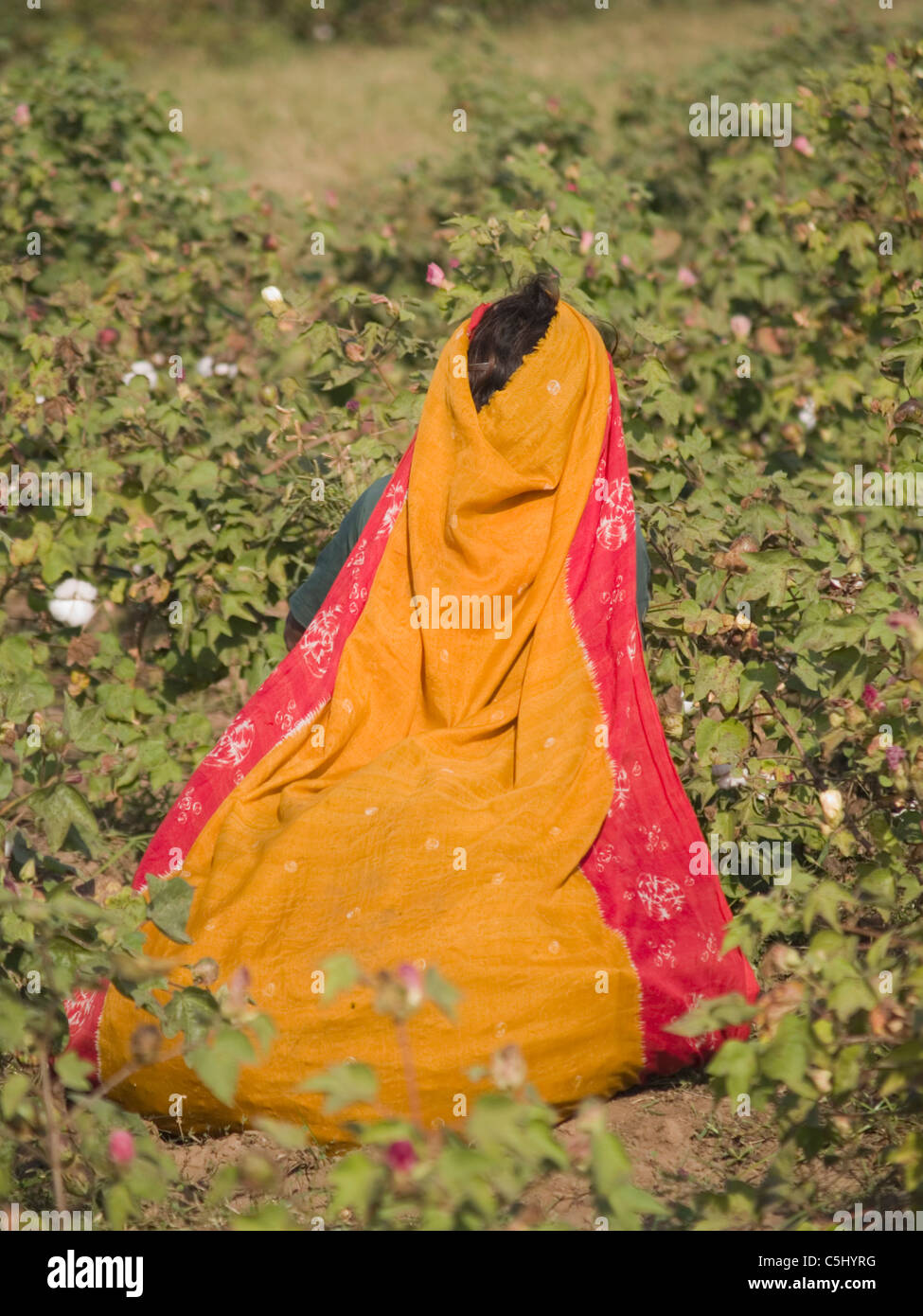 Farm workers in a field of cotton to be harvested in Kathwada, Gujarat, India Stock Photo