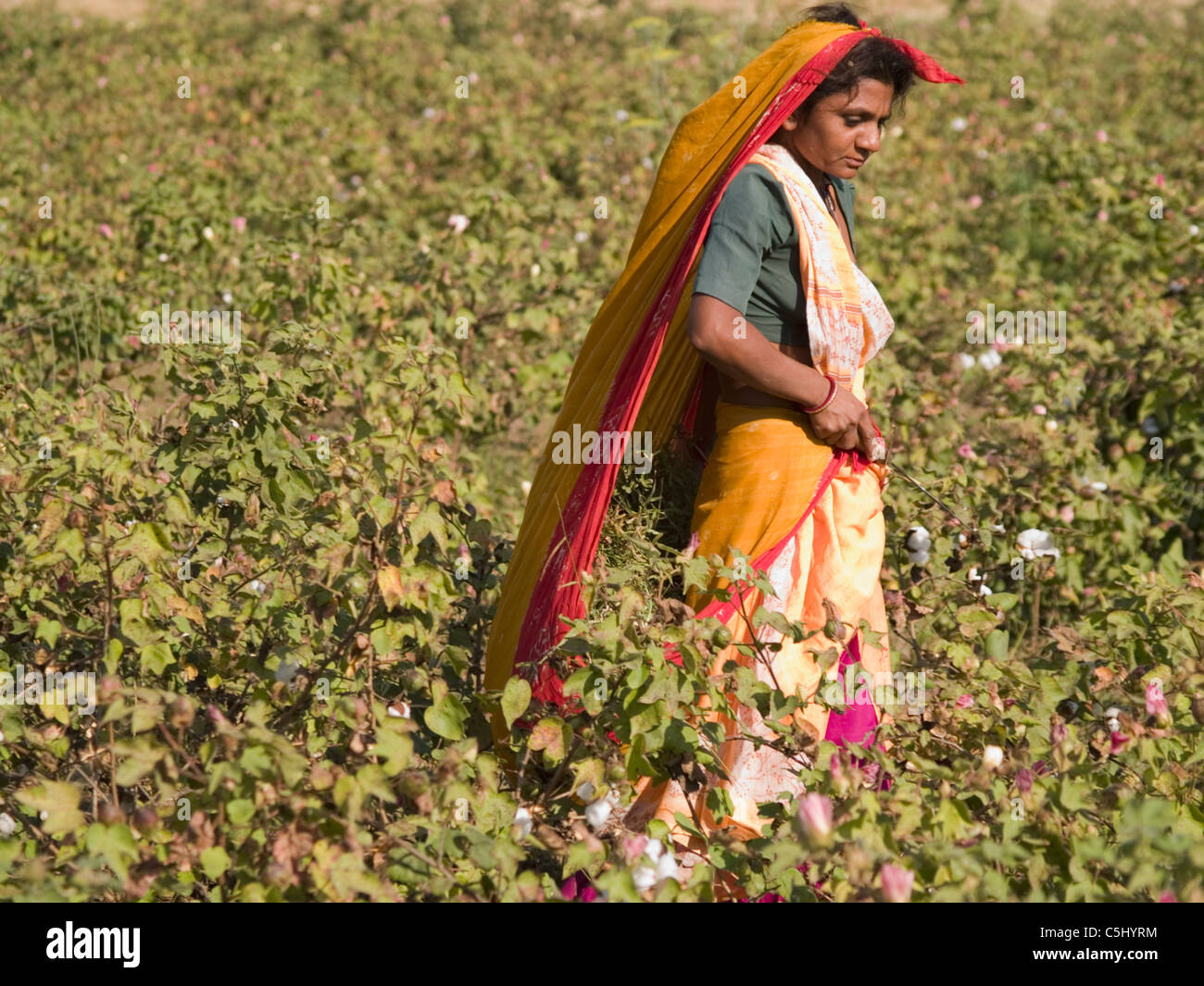 Farm workers in a field of cotton to be harvested in Kathwada, Gujarat, India Stock Photo