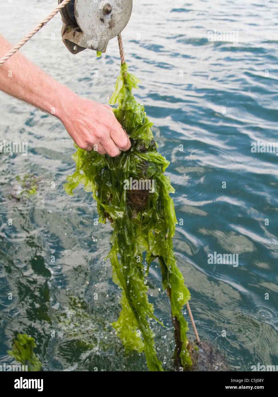 Bo Christenson, Quahogger prepares to work on Narragaanseet bay near Warwick, Rhode Island. Stock Photo