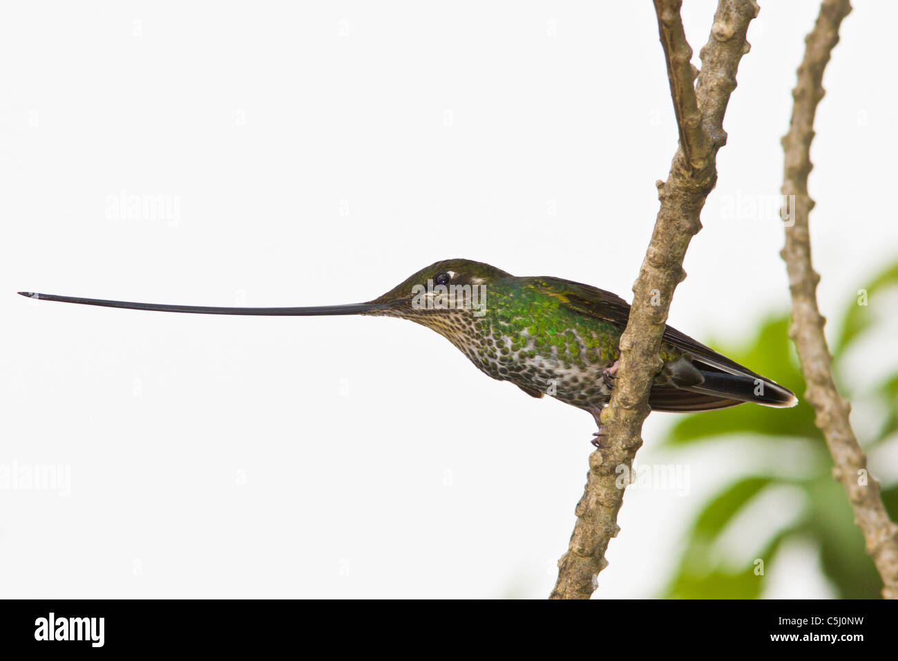 Sword-billed Hummingbird, Ensifera ensifera, at Yanacocha Reserve Stock Photo