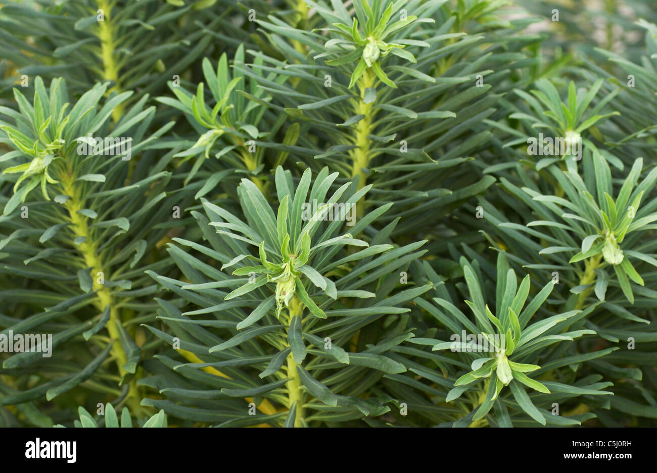 Euphorbia x martinii - semi-abstract view of the shrub Stock Photo