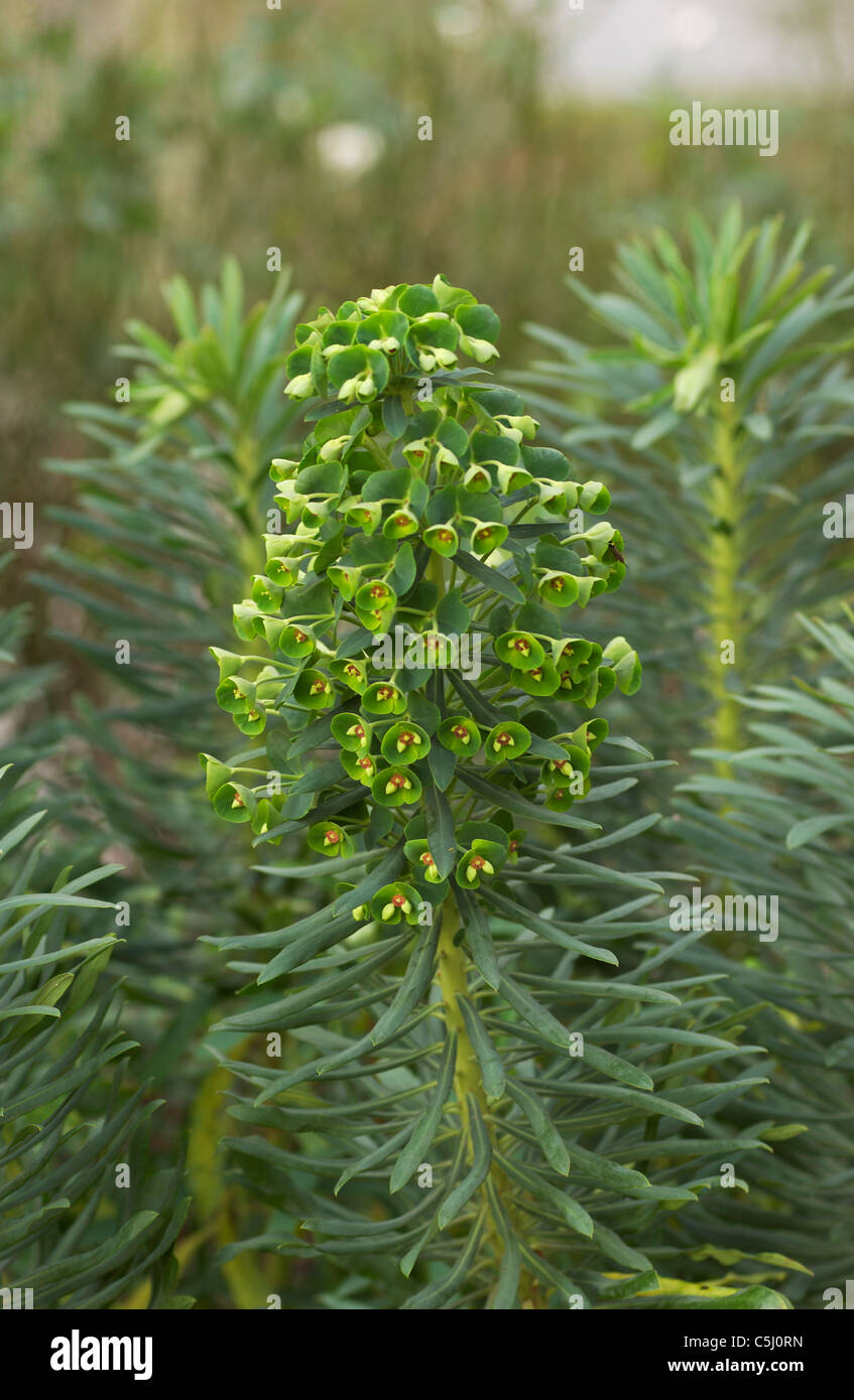 Euphorbia x martinii  - green shrub with small yellowy-green flowers Stock Photo