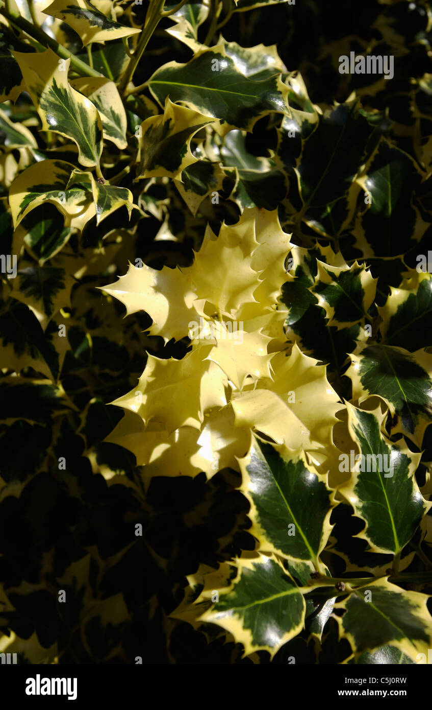 Pale Holly leaves surrounded by variegated leaves Stock Photo - Alamy