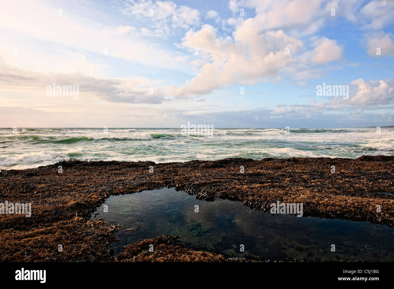 Evening low tide reveals this pool of sea anemones at Oregon’s Smelt
