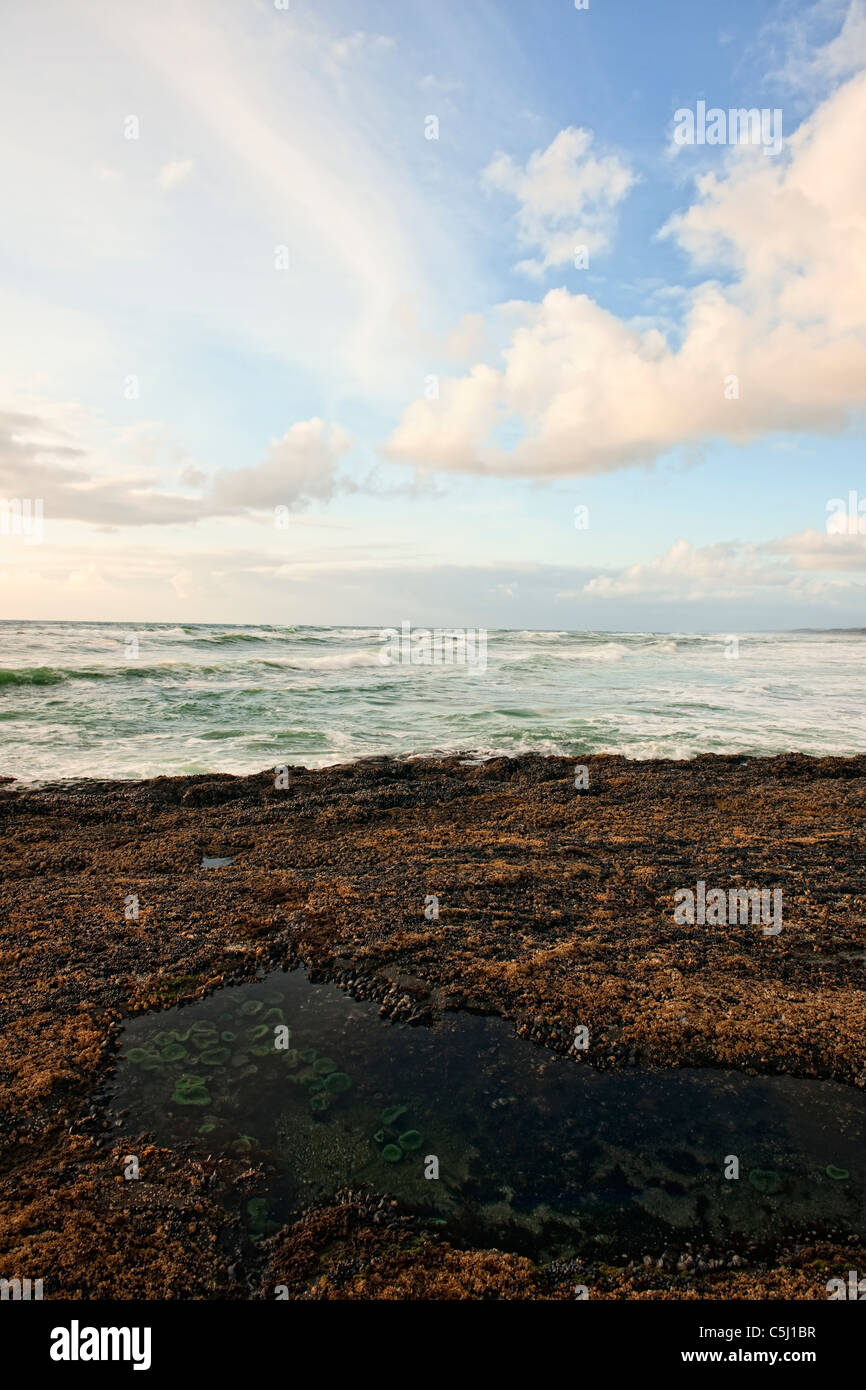 Evening low tide reveals this pool of sea anemones at Oregon’s Smelt