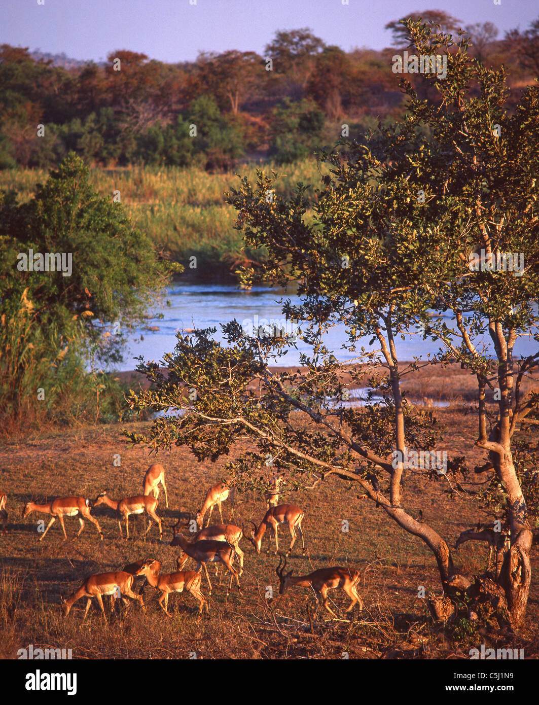 Impala feeding on bank of Olifant's River, Kruger National Park, Mpumalanga, Republic of South Africa Stock Photo