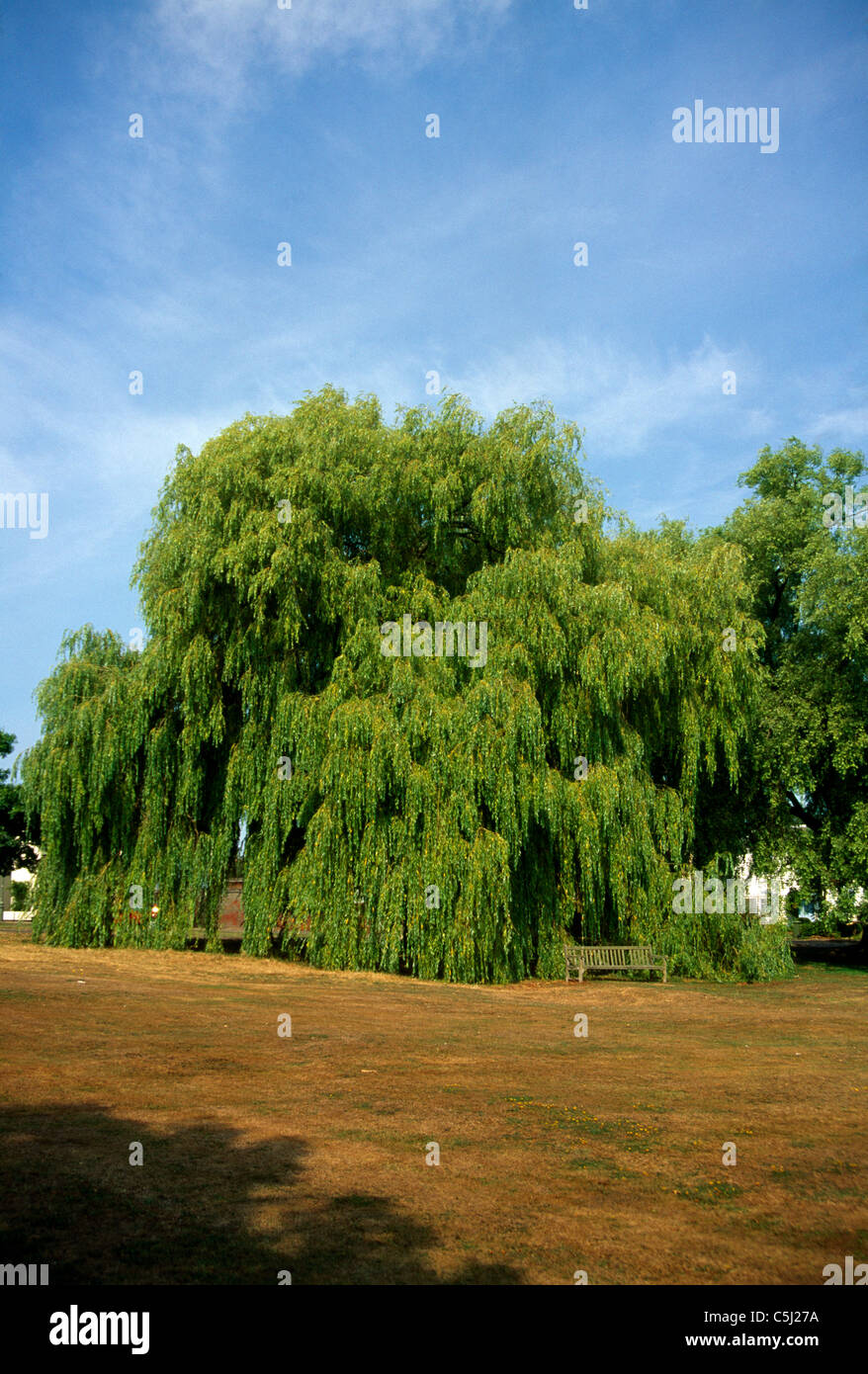 Willow tree in the sunshine hi-res stock photography and images - Alamy
