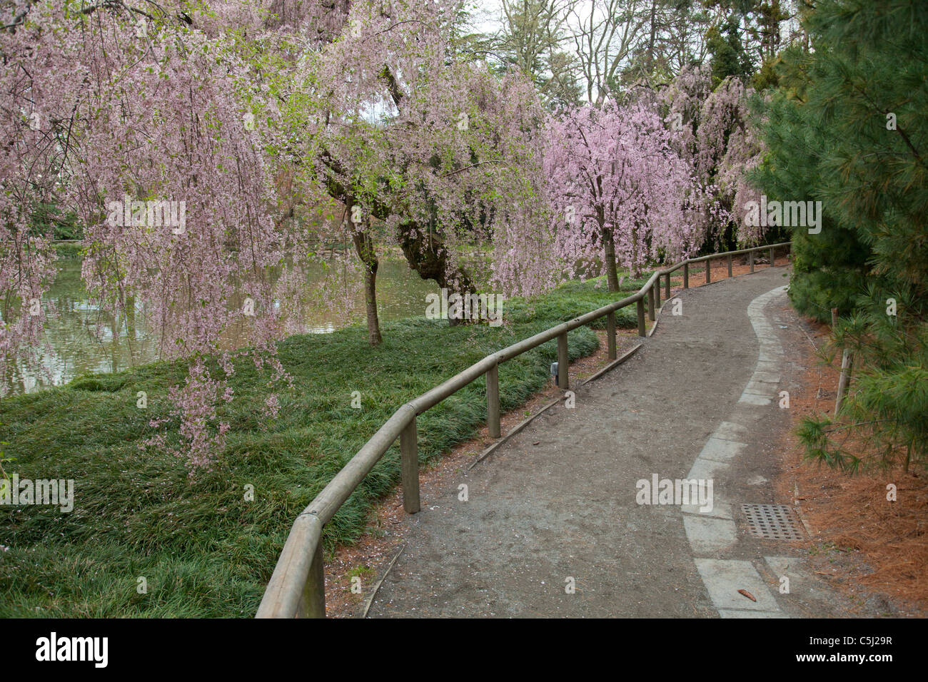Bamboo Botanical Garden Railing Stock Photos Bamboo Botanical