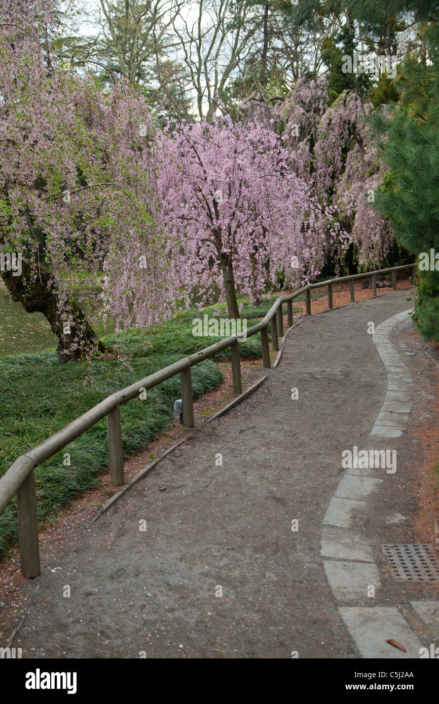 Bamboo Botanical Garden Railing Stock Photos Bamboo Botanical