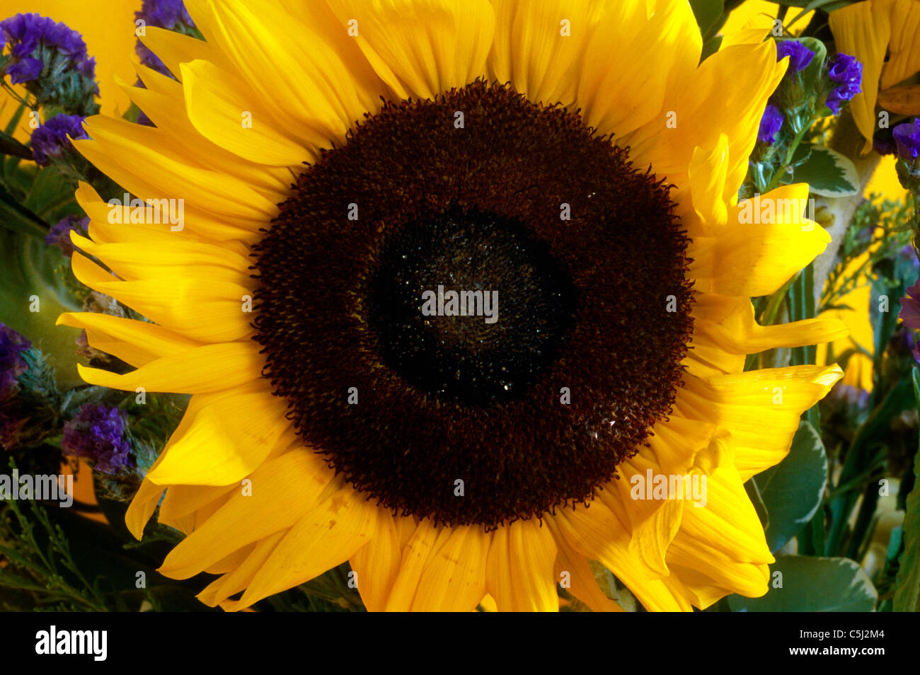 Close Up of Sunflower Stock Photo - Alamy