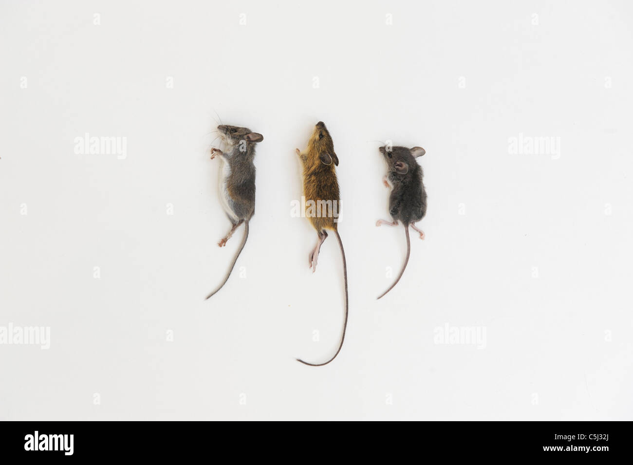 three field mice killed by cat and brought into house. Photographed in