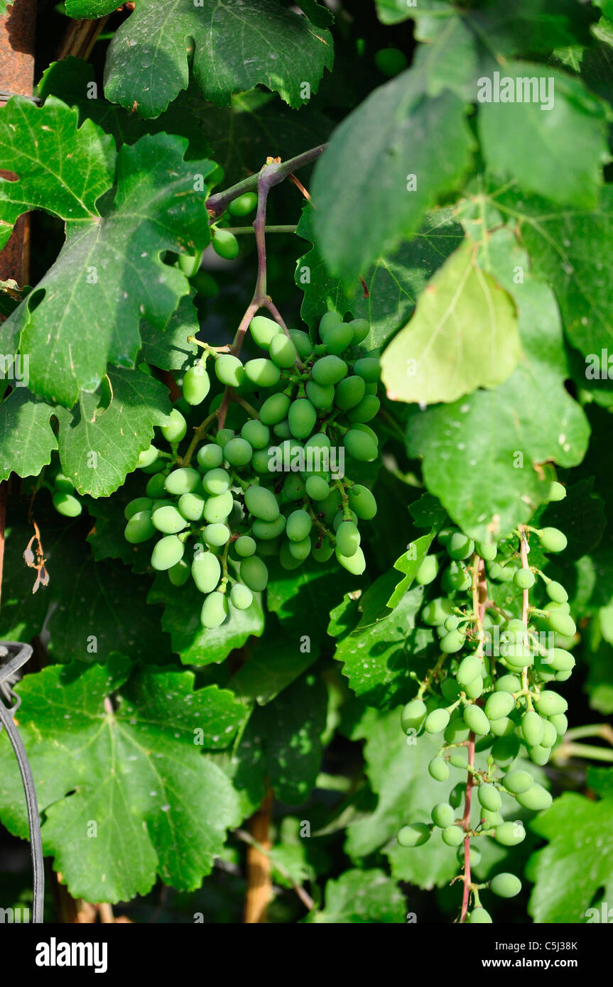 Grape cluster hires stock photography and images Alamy