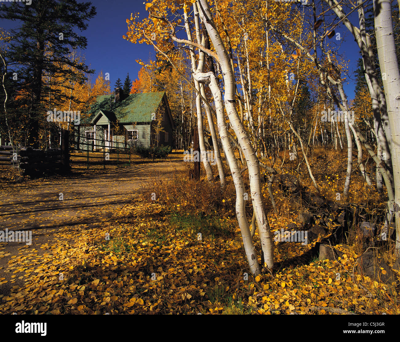 Cottage tucked away inside aspen grove in autumn, Sierra Nevada, California, USA Stock Photo