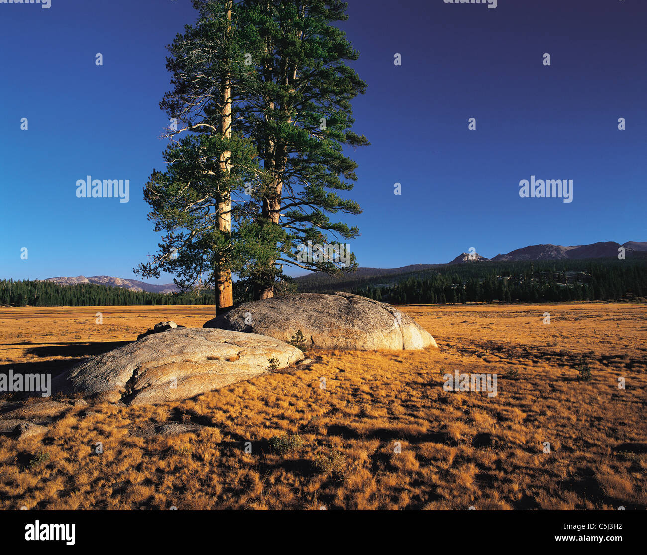 Pine-trees rise from rocky island in high alpen meadow, Tuolumne Meadow ...