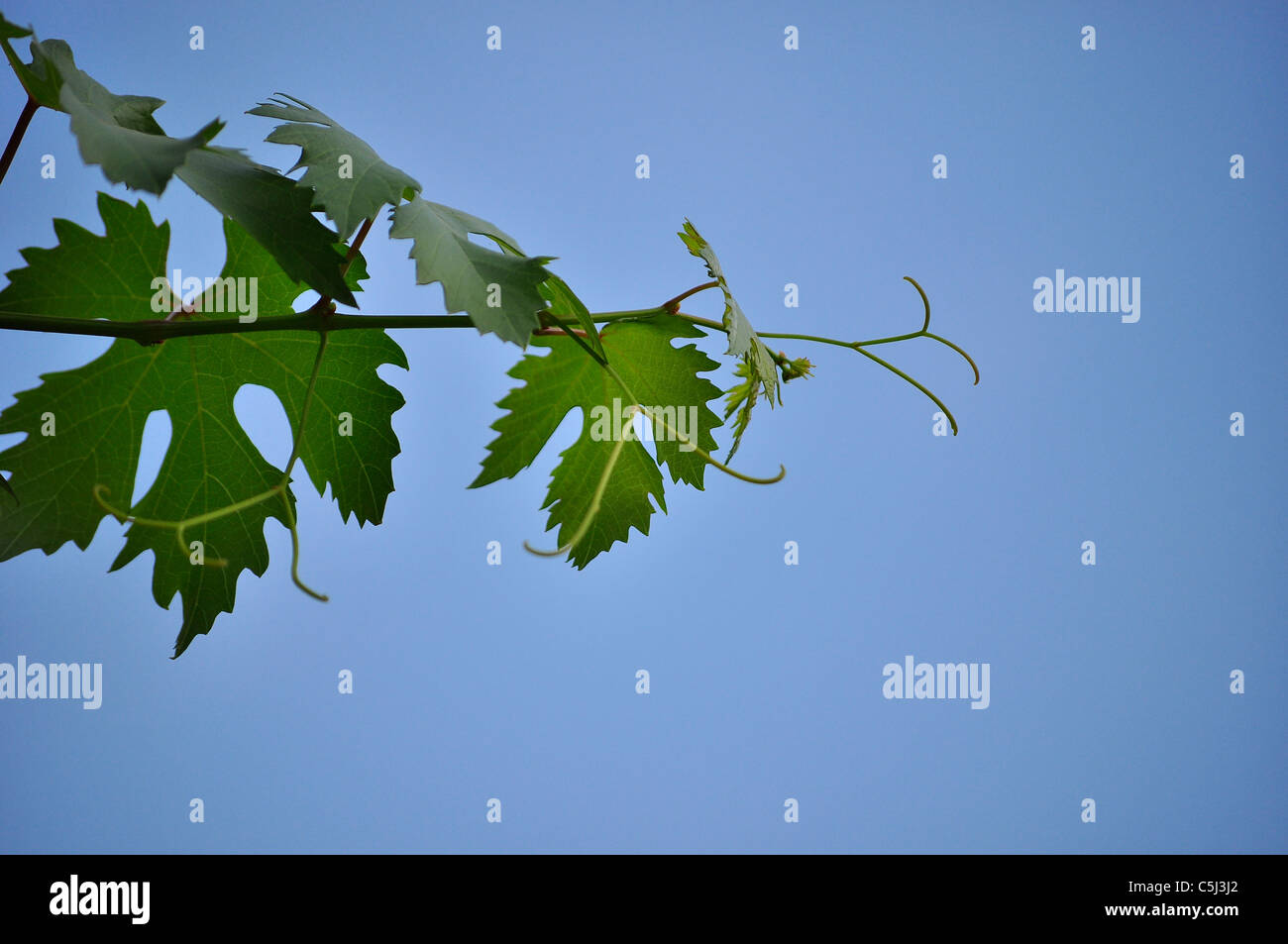 New grape leaves hi-res stock photography and images - Alamy