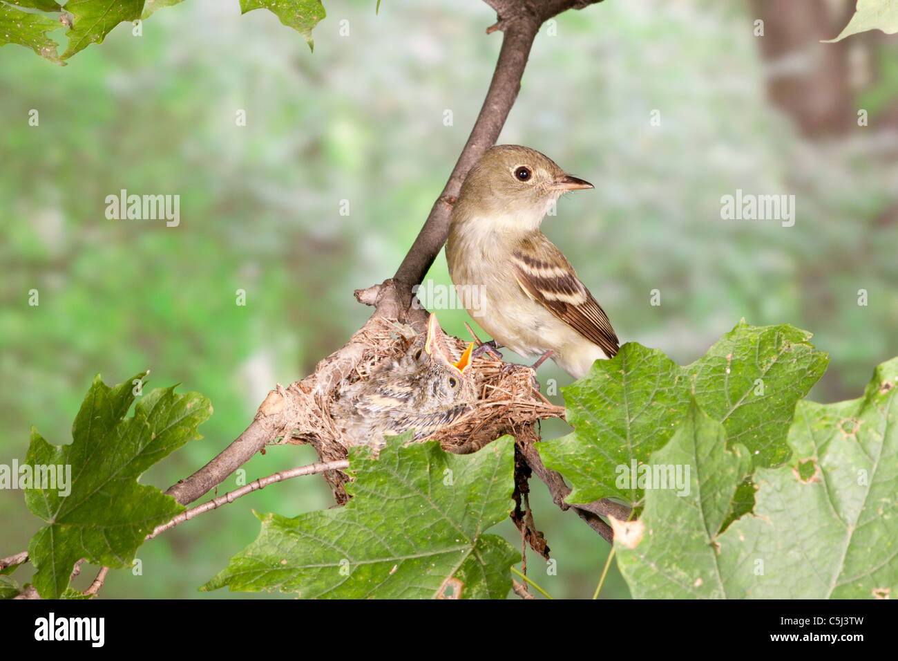 Acadian Flycatcher perched at Nest with Nestlings Stock Photo - Alamy