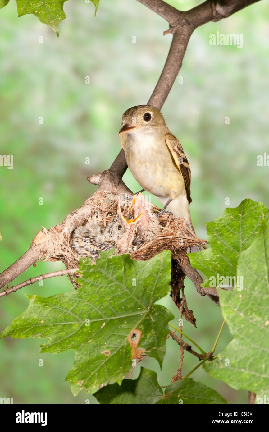 Acadian Flycatcher perched at Nest with Nestlings - vertical Stock Photo