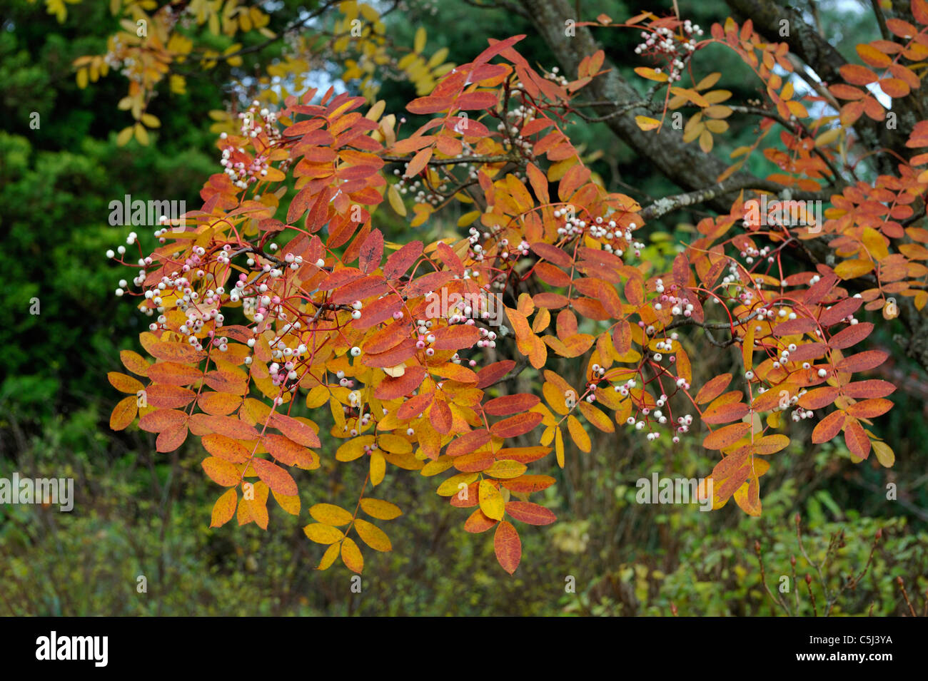 Close-up of chinese rowan in vivid autumn colours, Killin, Perthshire, Scotland, UK. Stock Photo