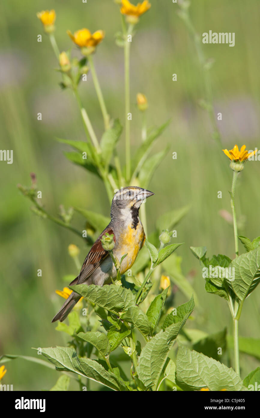 Dickcissel perching amongst wildflowers - vertical Stock Photo