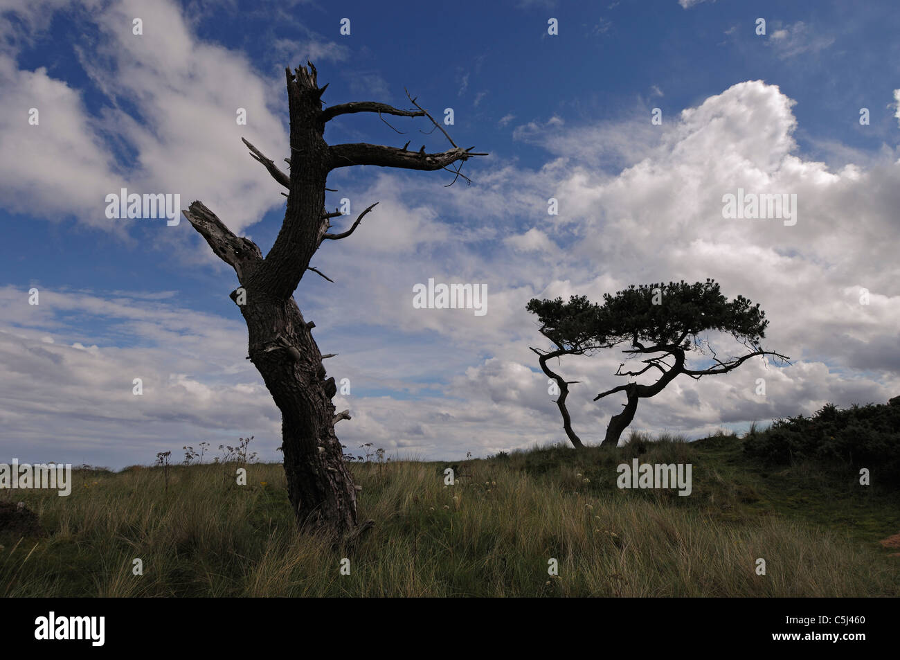 Stunted Scots pines in an open savannah-type of landscape under a summer sky, near Golspie, Sutherland, n.e. Scotland. Stock Photo