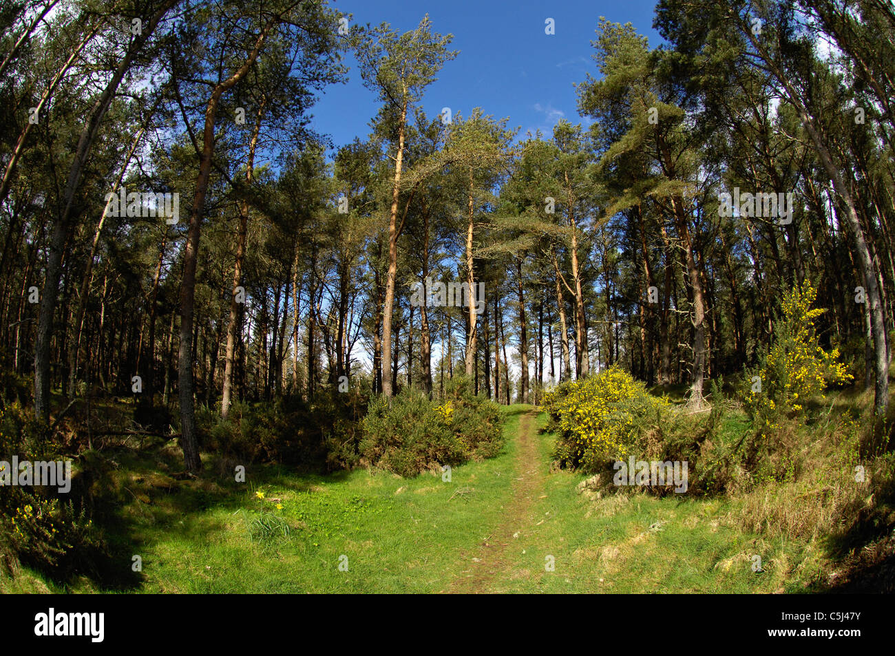 Forest canopy fisheye hi-res stock photography and images - Alamy