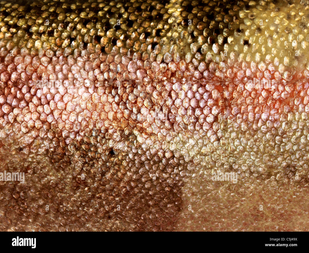Fish scales hires stock photography and images Alamy
