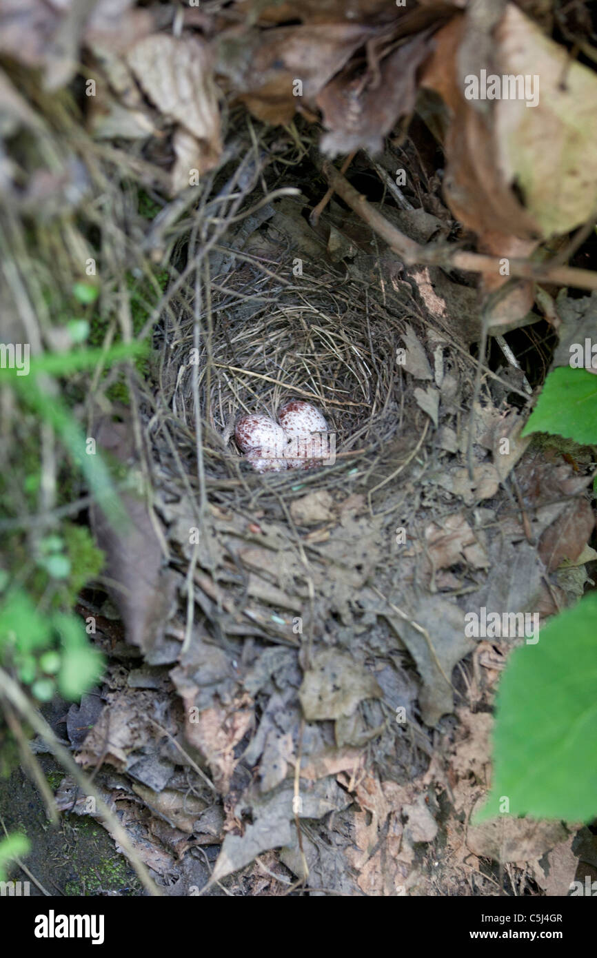 Louisiana Waterthrush Nest with eggs - vertical Stock Photo