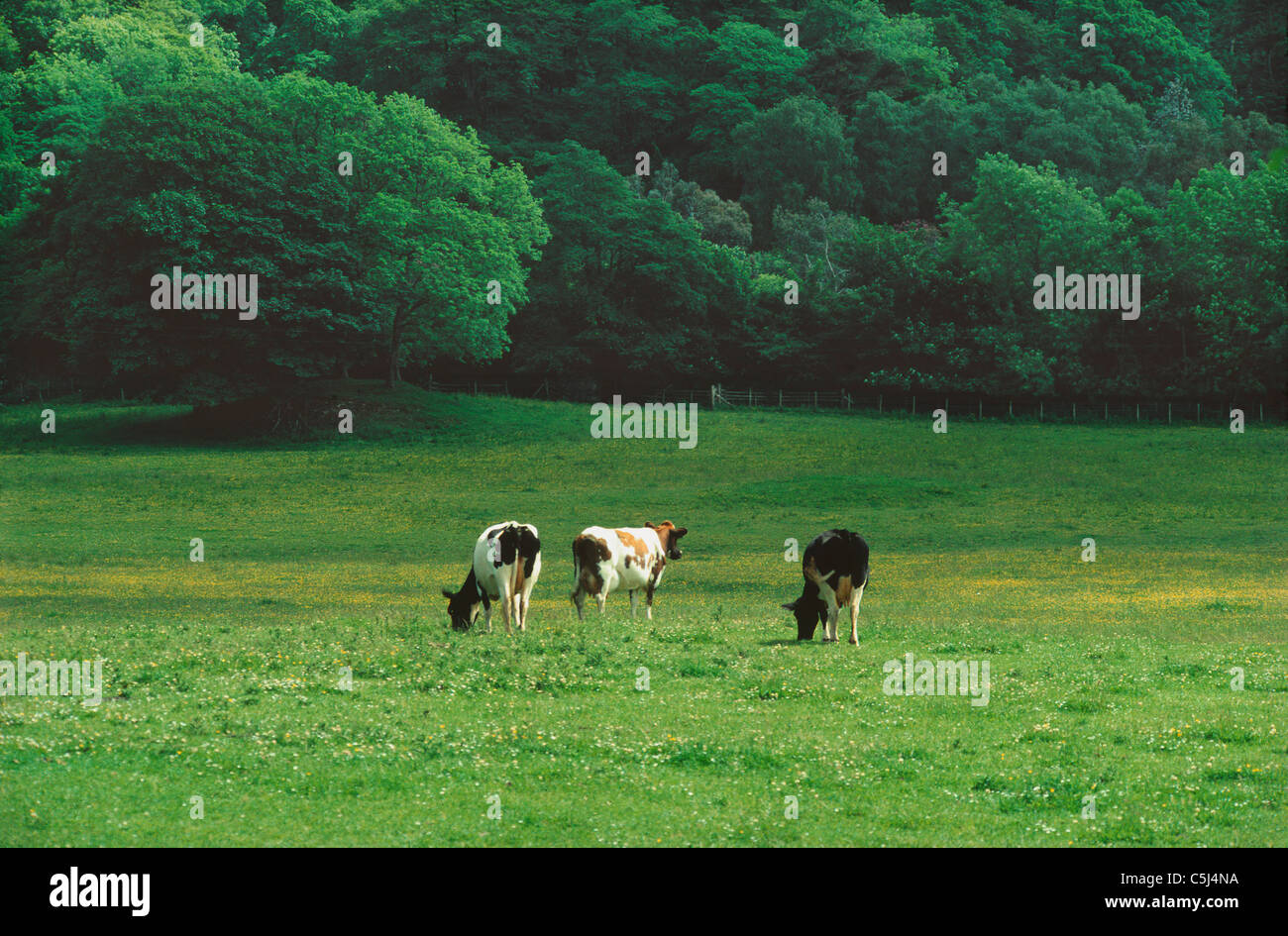 Ayrshire cattle graze in lush pasture at Calgary, Mull, western Scotland, UK. Stock Photo