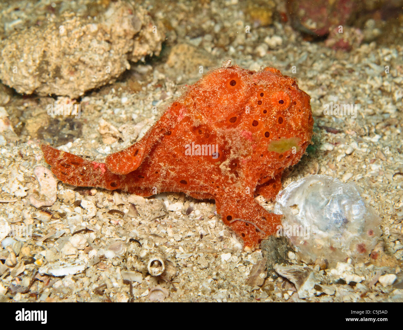 Painted Frogfish Stock Photo