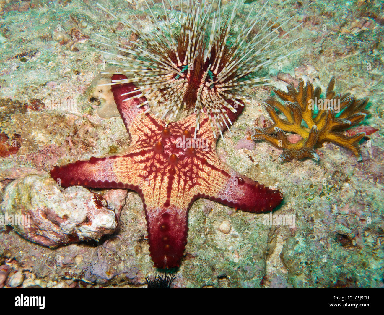 Colourful sea star and sea urchin Stock Photo