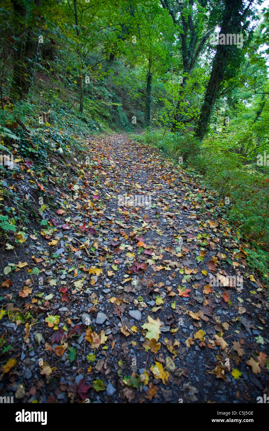 Laub auf dem Waldweg, Herbststimmung, Wald bei Traben-Trarbach, Leaves on a trail, autumn, forest of Traben-Trarbach Stock Photo