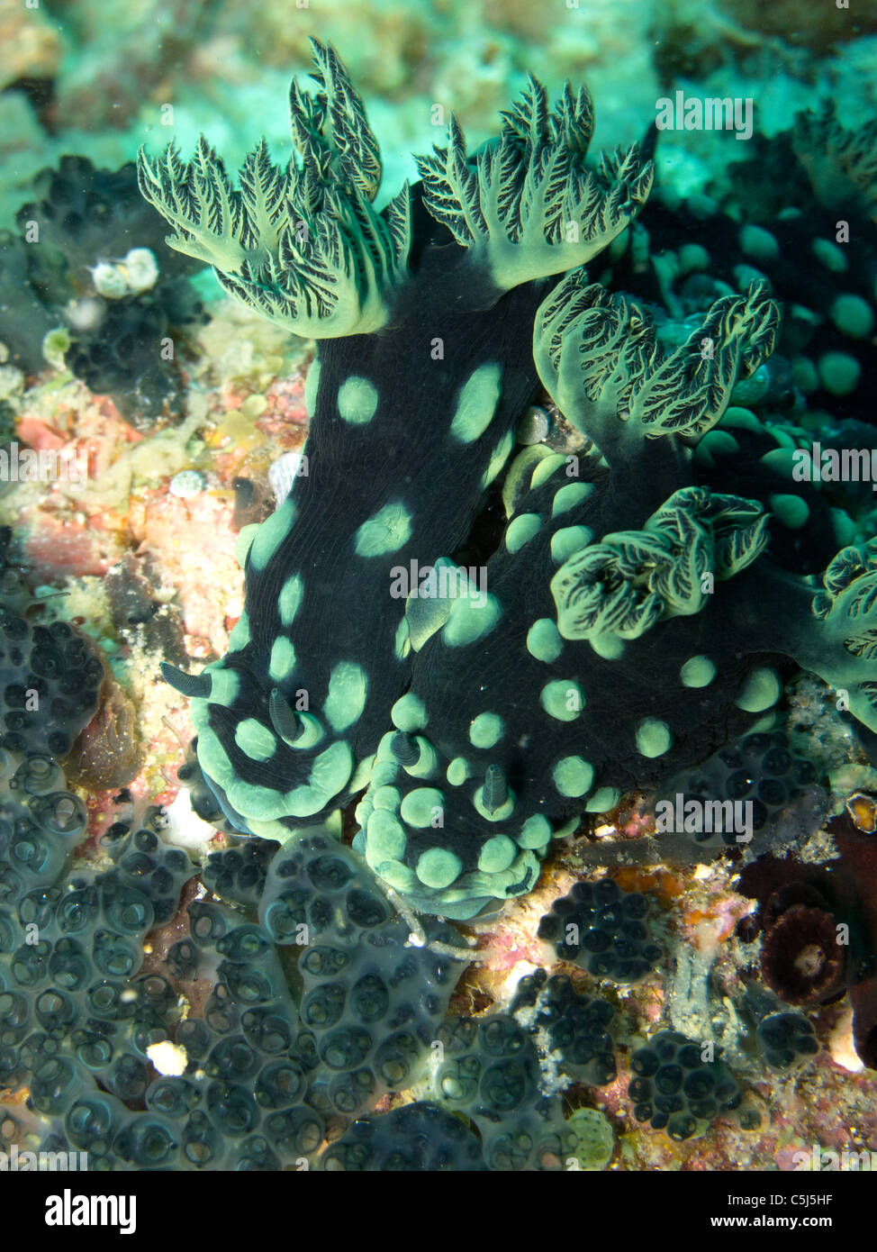 A  pair of nudi underwater of Visayan Sea Stock Photo