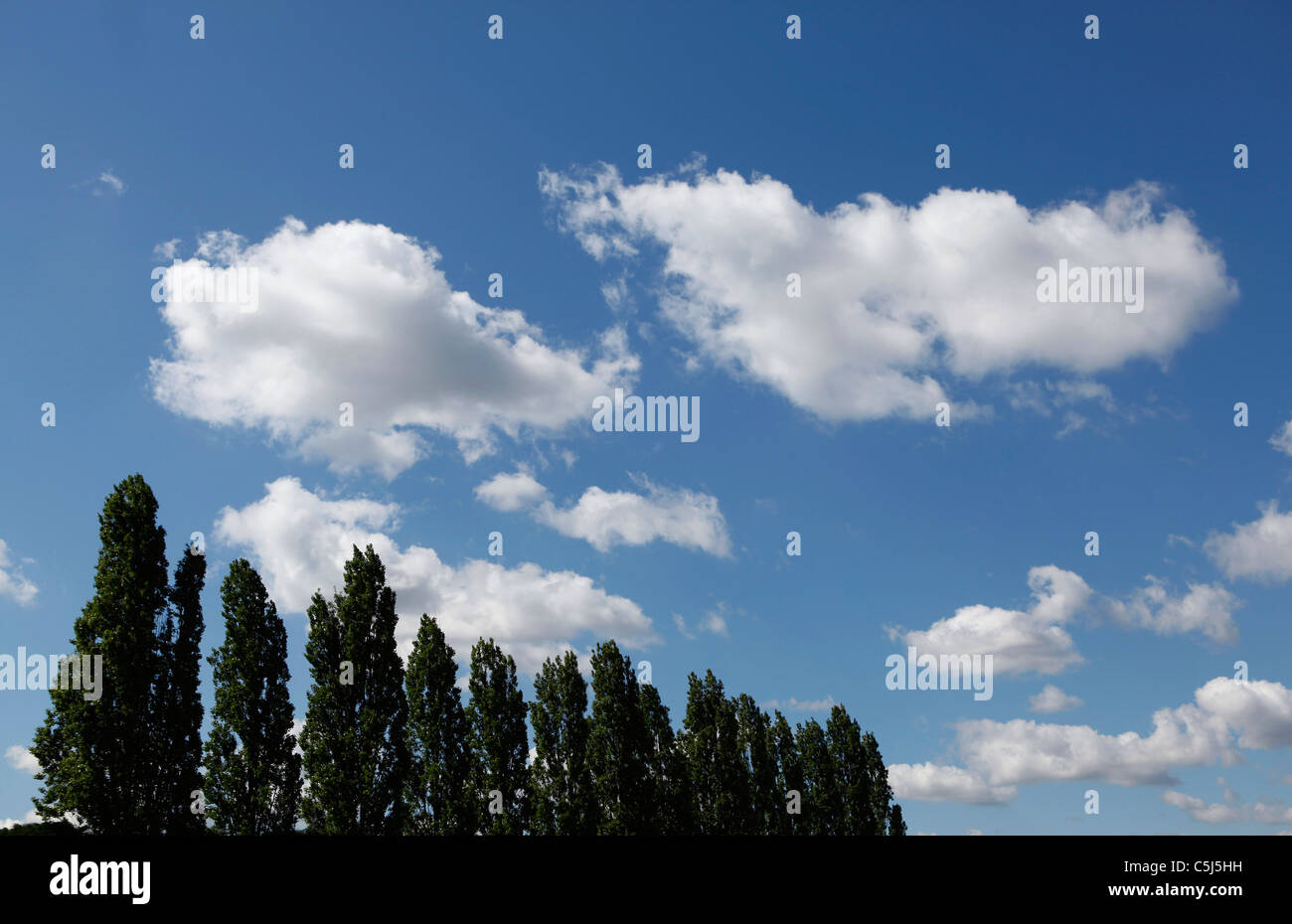 Treetops and white clouds in a blue sky Stock Photo - Alamy