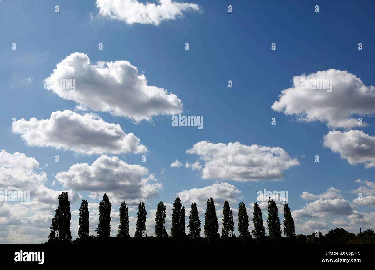 Treetops and white clouds in a blue sky Stock Photo - Alamy