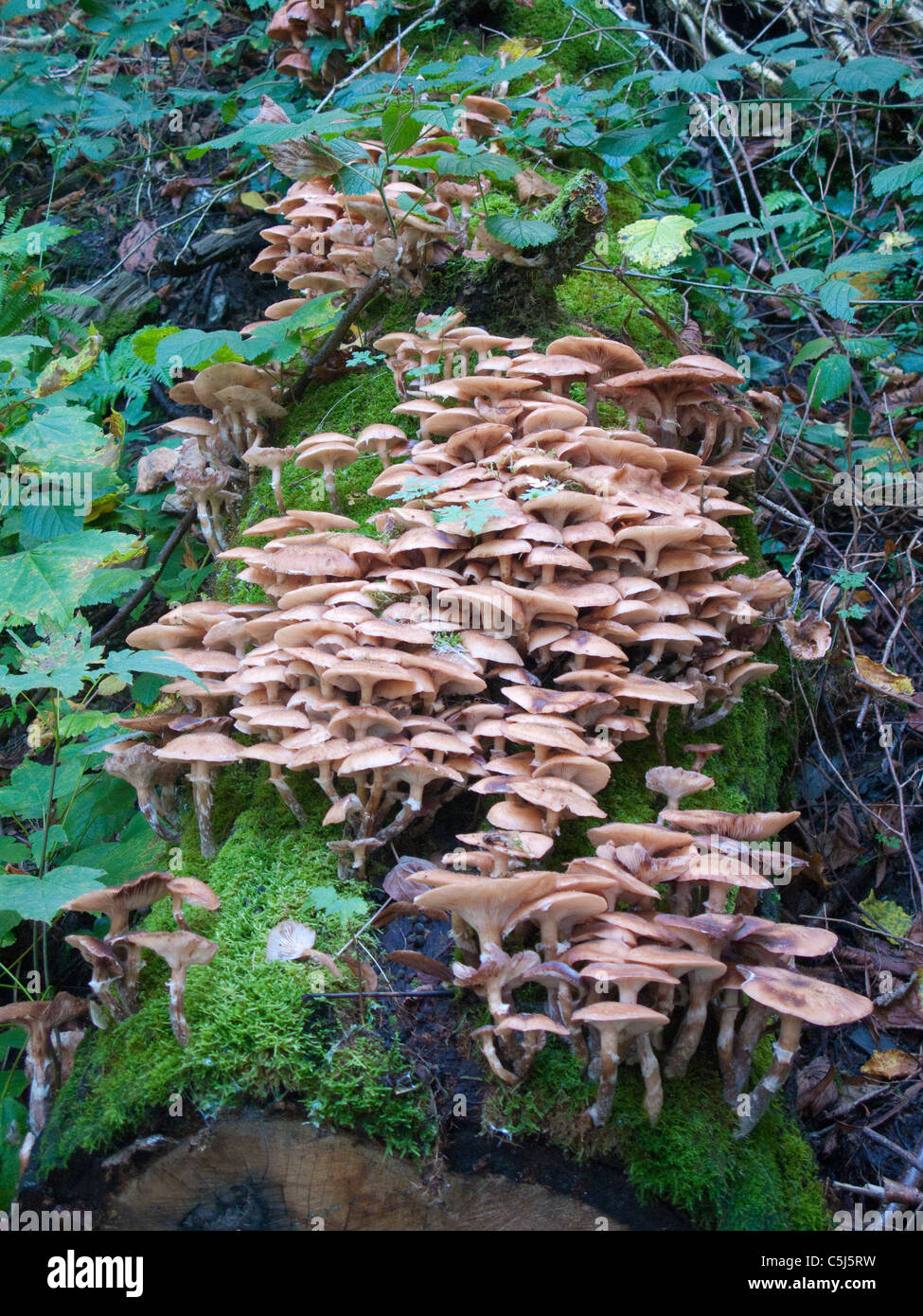 Wildwachsende Pilze im Wald bei Traben-Trarbach, Mosel, Wild growing mushrooms in the forest of Traben-Trarbach, Moselle, Stock Photo