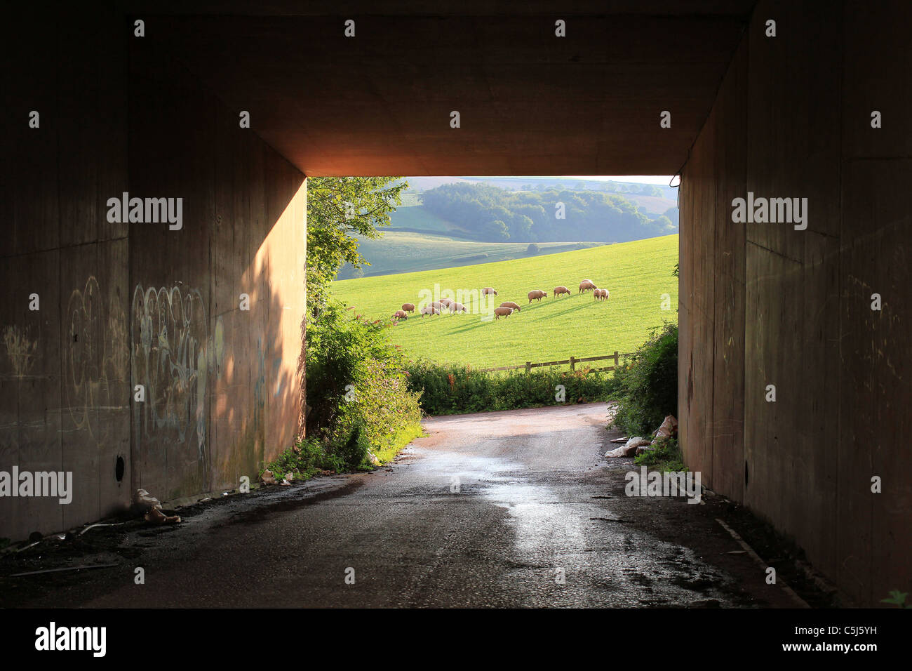 pastoral view of sheep grazing in Devon fields framed within concrete underpass with graffiti,field.fields,paving over paradise Stock Photo