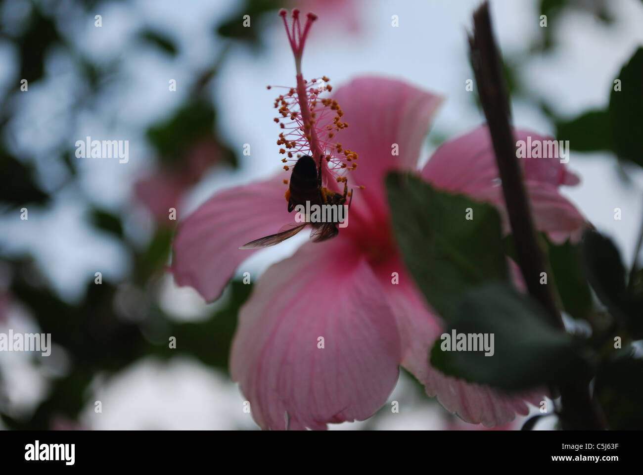 hibiscus flower with honey bees Stock Photo Alamy