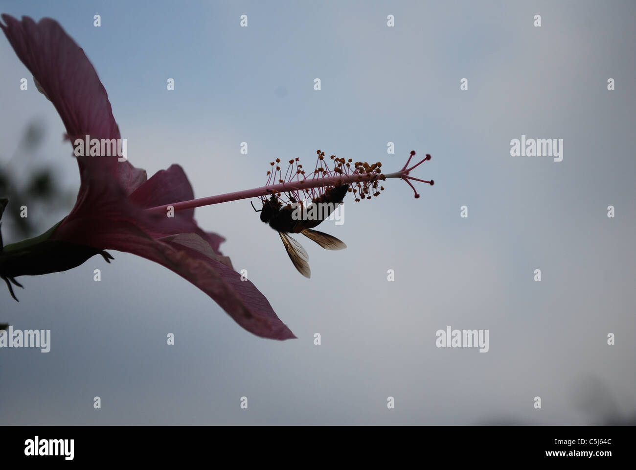 hibiscus flower with honey bees Stock Photo Alamy