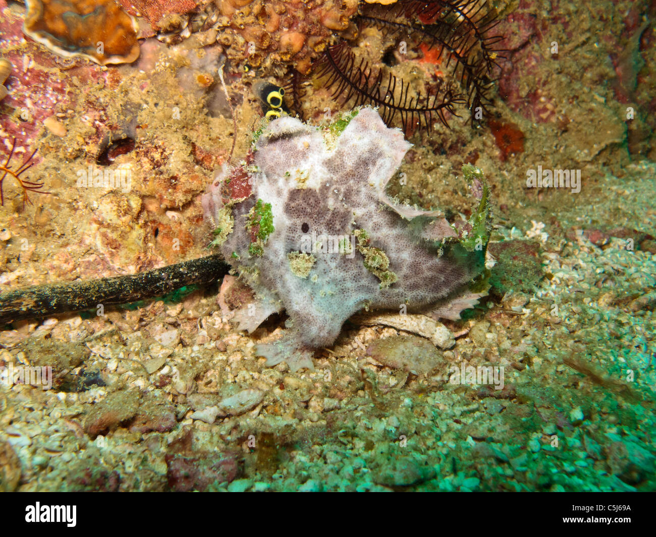 Warty Frogfish in pinkish variation Stock Photo