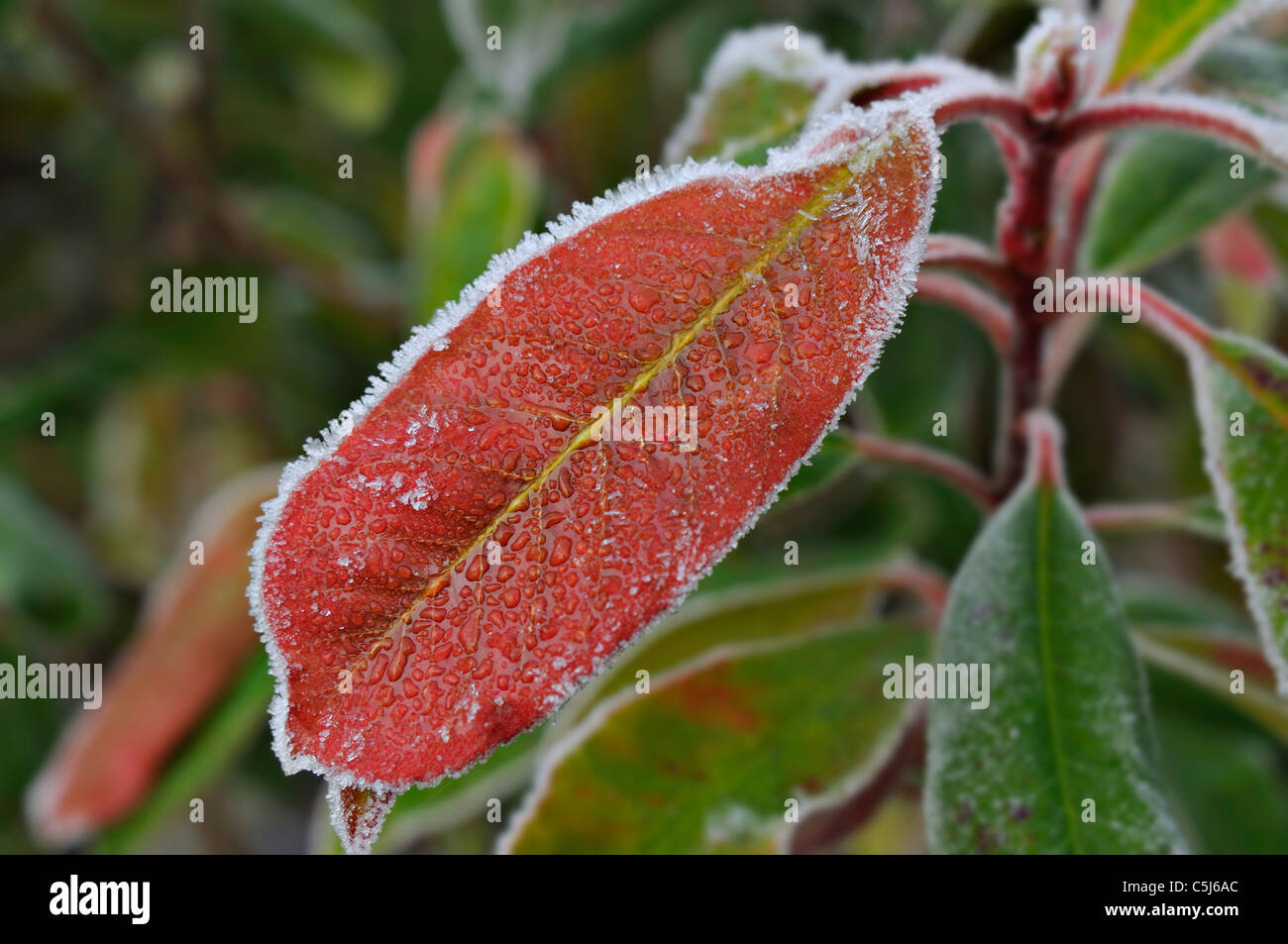 rosted red cotoneaster leaf in a Perthshire garden, Scotland, UK. Stock Photo