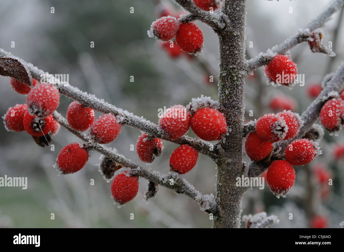 Frosted red cotoneaster berries in a Perthshire garden, Scotland, UK. Stock Photo