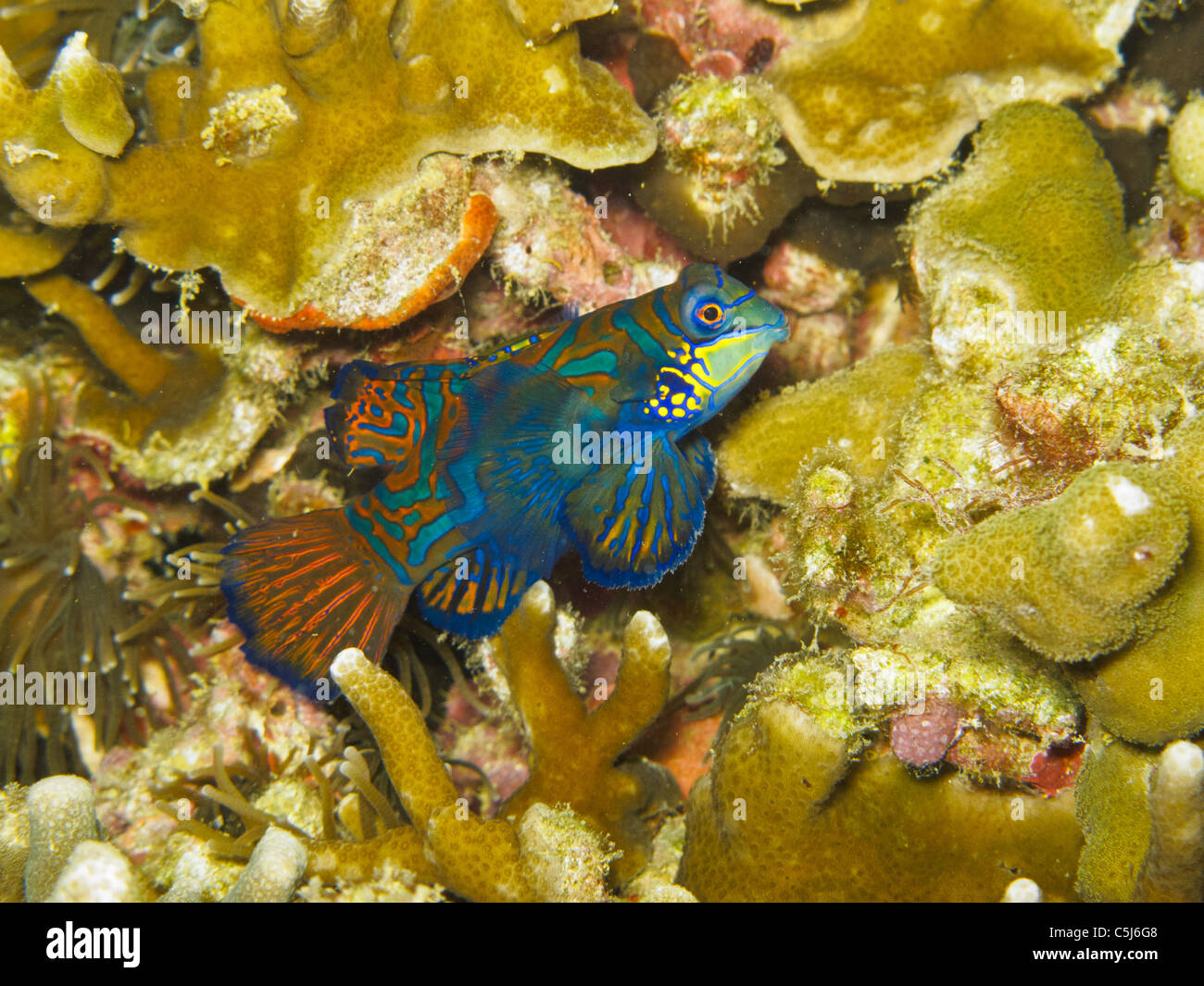 Beautiful Mandarinfish come out to mate at dusk Stock Photo