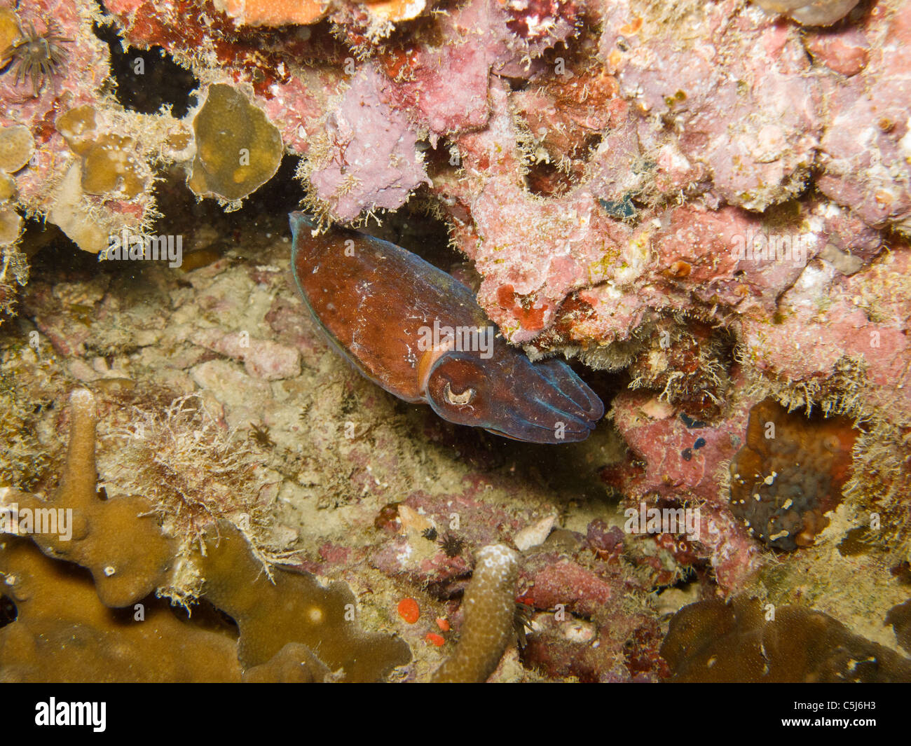 Tiny cuttlefish found in night dive Stock Photo