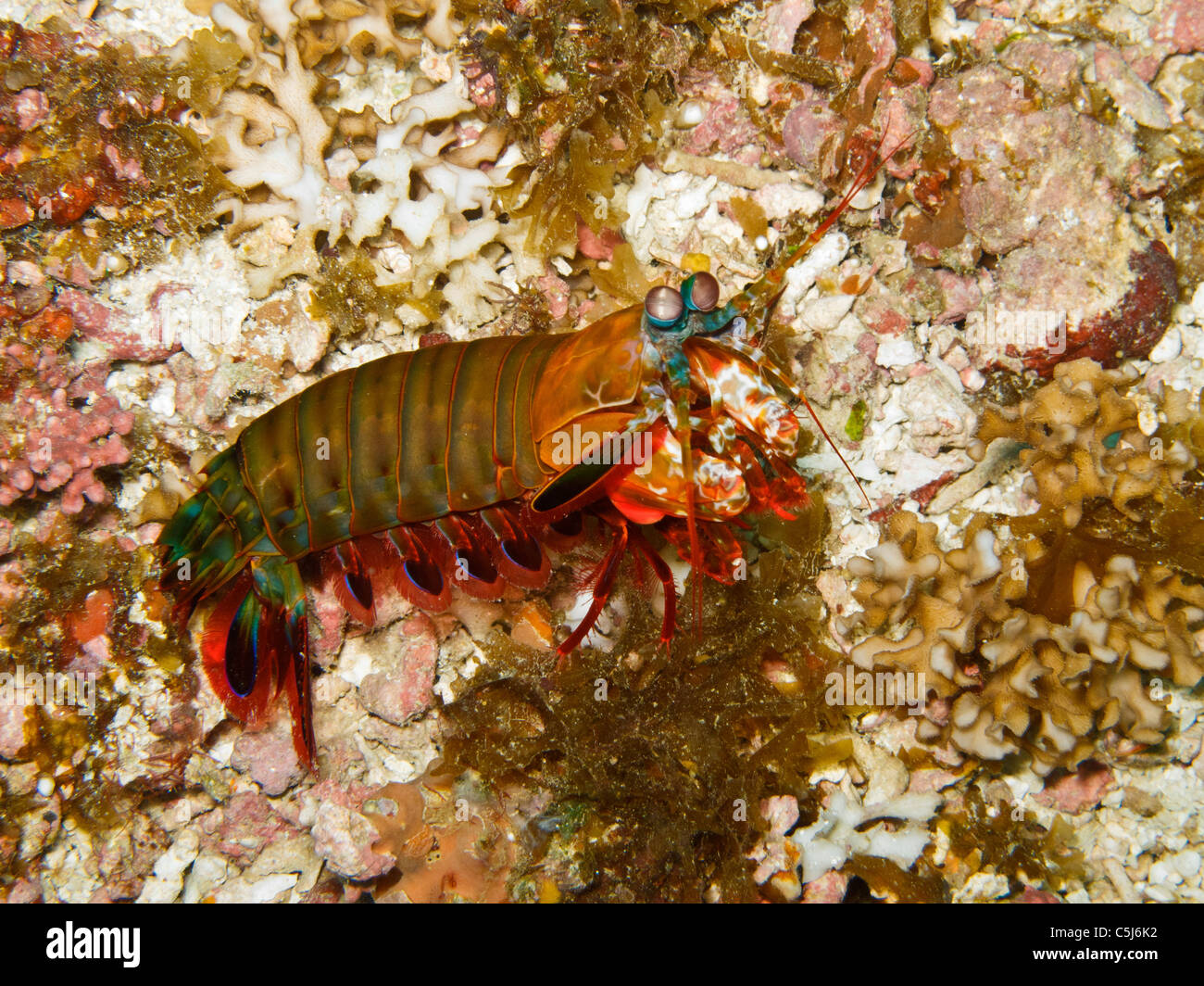 Another colourful Mantis Shrimp Stock Photo