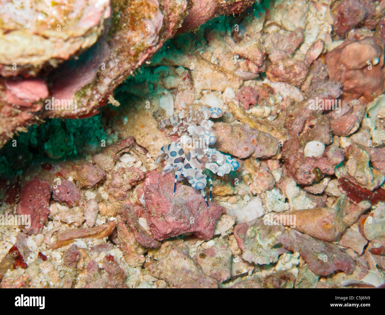 Harlequin Shrimp's family living under a rock Stock Photo