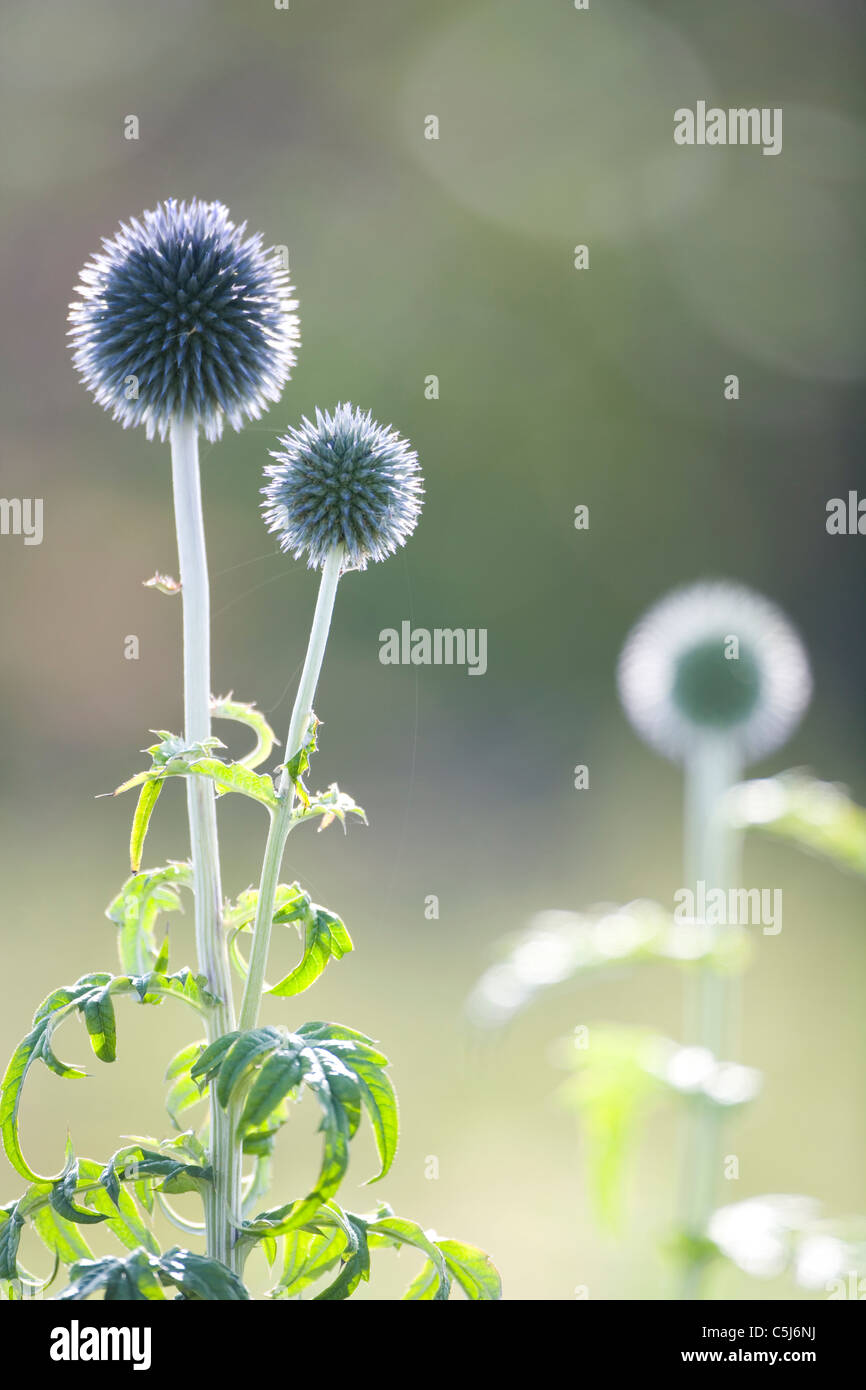 BLUE GLOBE THISTLE Stock Photo Alamy
