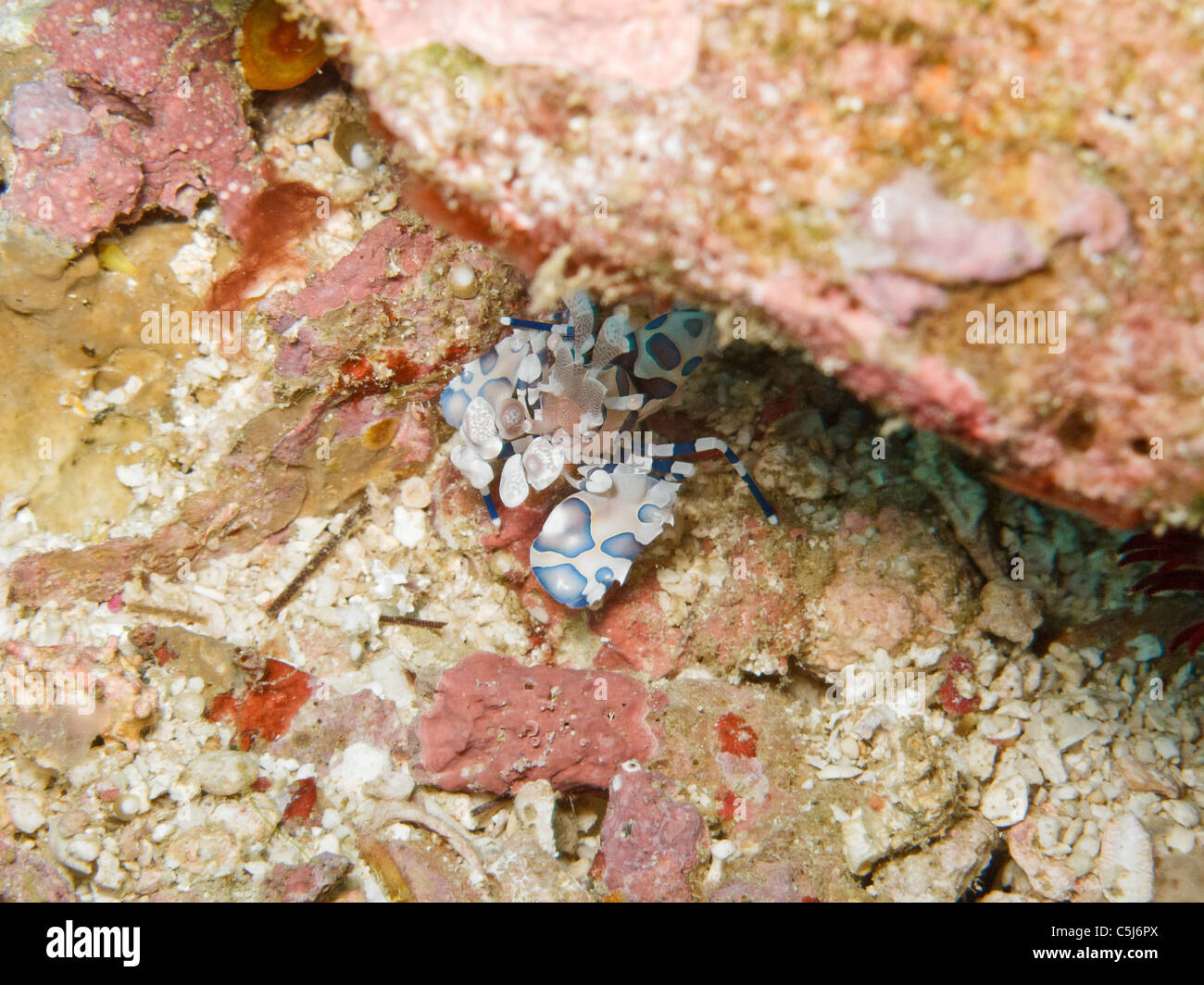 Harlequin Shrimp hiding under crevice Stock Photo