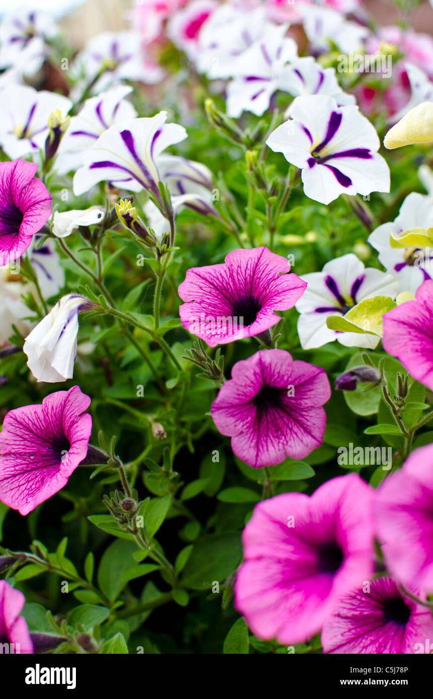 Flowers in pink hanging baskets hi-res stock photography and images - Alamy