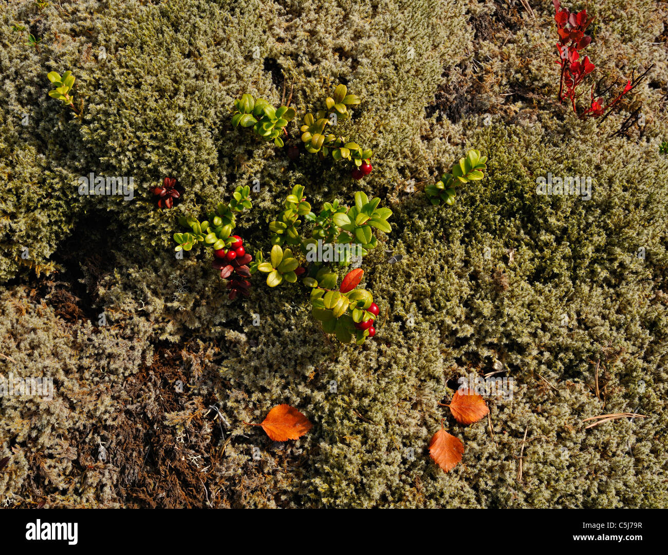 An arctic garden of moss, autumn leaves and dwarf shrubs near Fauske, Norway. Stock Photo