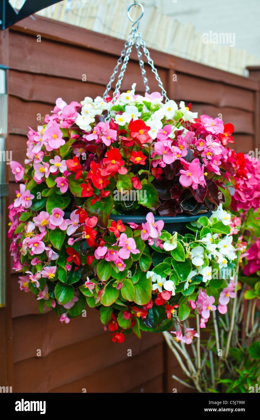 Flowers in pink hanging baskets hi-res stock photography and images - Alamy